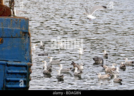 Graue Dichtungen (Halichoerus Grypus) und Erwachsenen und Jugendlichen Silbermöwen (Larus Argentius) warten hoffentlich Fetzen Stockfoto