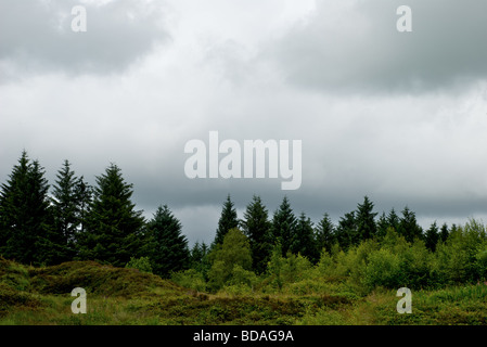 Beacon Fell Nationalpark, Sommer Stockfoto