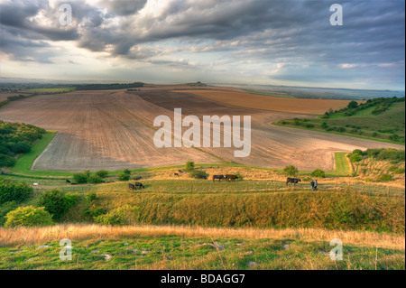 Wanderer und Vieh im Vale of Pewsey. Ein Blick von einem National Nature Reserve über die größte Ackerfläche in Wiltshire Stockfoto