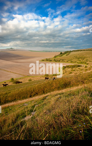 Wanderer und Vieh im Vale of Pewsey. Ein Blick von einem National Nature Reserve über die größte Ackerfläche in Wiltshire Stockfoto