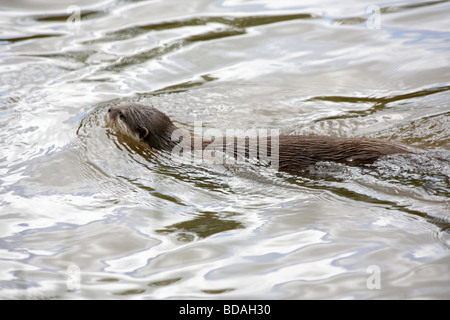 Asiatischen kurze Krallen Otter, Amblonyx Cinereus, schwimmen. Stockfoto