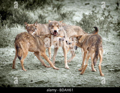 Wölfe kämpfen um einen kill Stockfoto