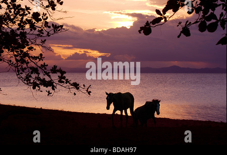 Paar von wilden Pferden am Strand bei Sonnenuntergang, Vieques Island, Puerto Rico Stockfoto