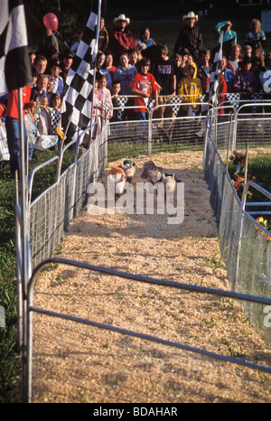 Gruppe von Schweinen Rennsport auf Kirmes Stockfoto