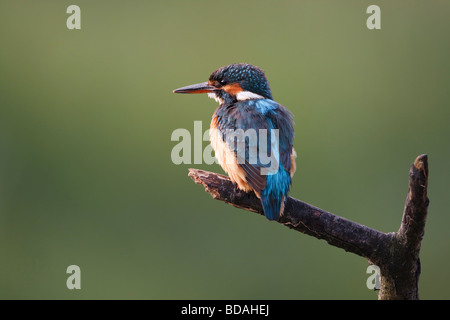 Weiblicher Eisvogel (Alcedo Atthis) - UK Stockfoto