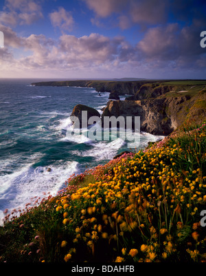 Frühlingsblumen auf der Carnewas Klippe mit Blick auf Bedruthan Stufen an der North Cornwall Küste in der Nähe von Newquay, Cornwall, England Stockfoto