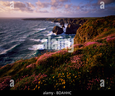 Frühlingsblumen auf der Carnewas Klippe mit Blick auf Bedruthan Stufen an der North Cornwall Küste in der Nähe von Newquay, Cornwall, England Stockfoto