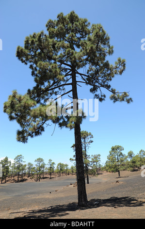 Nationalpark Mount Tiede Stockfoto