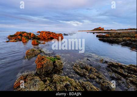 Bamburgh in Northumberland. Shoreline Felsen und die fernen Bamburgh Castle leuchten rot aus dem Licht der untergehenden Sonne Stockfoto