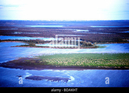 Schwarze Fichten / borealen Wald wächst im Mackenzie River Delta in der Nähe von Inuvik in den Northwest Territories, arktischen Kanada Stockfoto