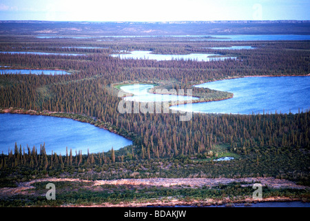 Schwarze Fichten / borealen Wald wächst im Mackenzie River Delta in der Nähe von Inuvik in den Northwest Territories, arktischen Kanada Stockfoto