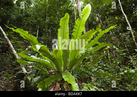 Indonesien Sulawesi Buton Insel Labundo Bundo Wald große Vögel nisten Farn Epiphyten Asplenum nidus Stockfoto