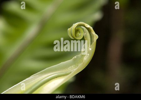 Indonesien Sulawesi Buton Insel keimhaft neuen Spross der Vögel Nest Farn Epiphyten Asplenum nidus Stockfoto