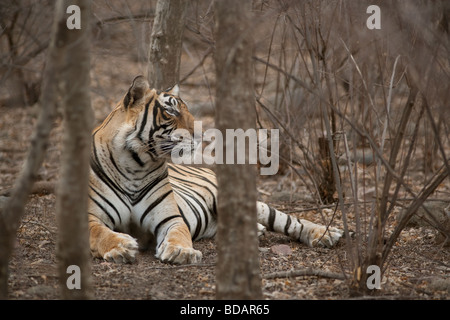 Bengal Tiger-Männchen in den Bäumen sitzen und beobachtete die Beute im Ranthambore Tiger Reserve, Indien. Stockfoto