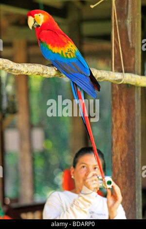 junge Frau, die ein Foto von einem hellroten Aras, Tambopata Research Center, Tambopata National Reserve, Peru, Südamerika Stockfoto