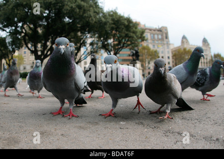 Tauben auf dem Platz Placa Catalunya befindet sich in der Stadt Barcelona in Spanien Stockfoto