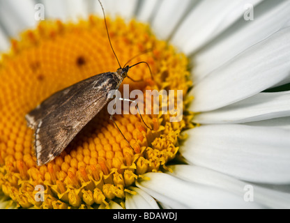 Schmetterling auf einem großen Garten Gänseblümchen Essen Nektar Stockfoto