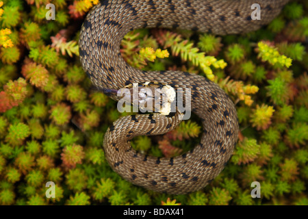 Eine Grasschlange (Natrix Natrix) auf Sedum Pflanze Stockfoto