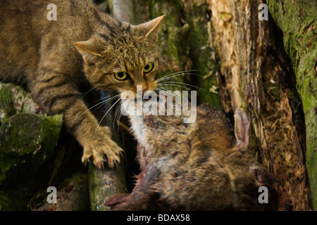 Schottische Wildkatze Felis Sylvestris Essen Kaninchen Stockfoto