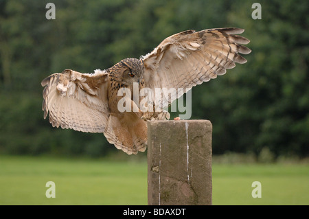 Eurasische Adler-Eule Stockfoto