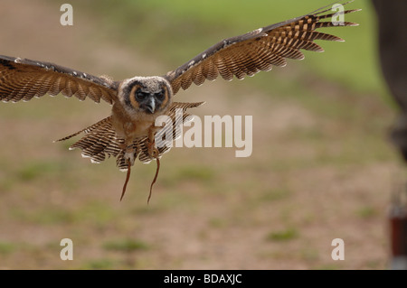 Asiatische braune Holz Eule Stockfoto