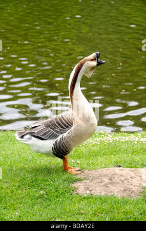 Swan Goose oder grau chinesische Gans Anser Cygnoides domestizierte Stockfoto