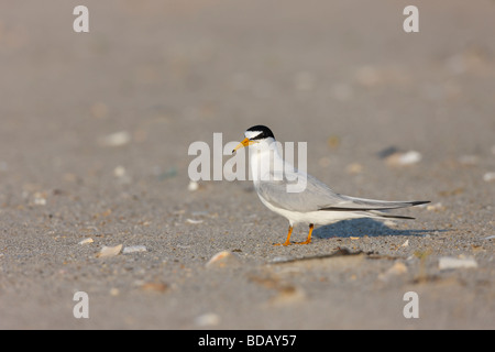 Wenigsten Tern Sternula Antillarum Antillarum am Strand Stockfoto