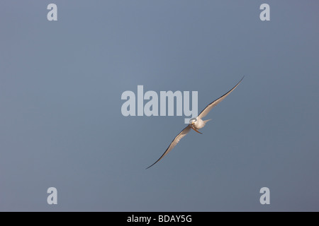 Wenigsten Tern Sternula Antillarum Antillarum fliegen mit Fisch füttern s Kumpel sitzt auf einem nahe gelegenen nest Stockfoto