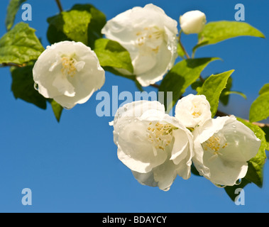 Philadelphus Virginal Stockfoto