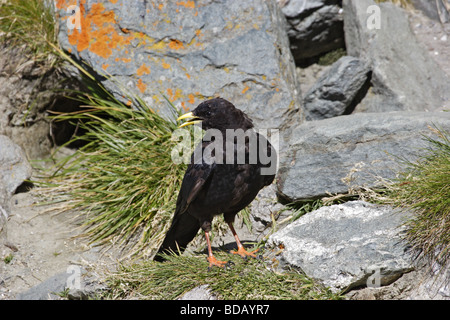 Alpendohle Pyrrhocorax Graculus Alpine Alpenkrähe Stockfoto