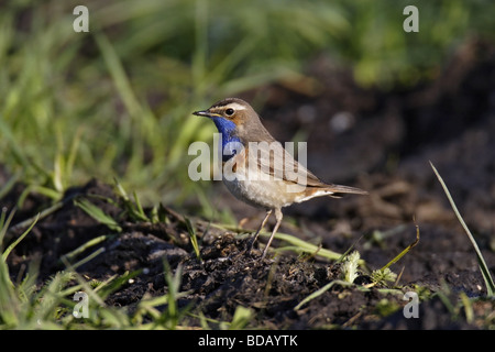 Blaukehlchen (Luscinia Svecica) weiß getupft Blaukehlchen Stockfoto