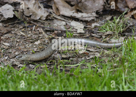 Blindschleiche Blindworm (geschiedenen Fragilis) Stockfoto