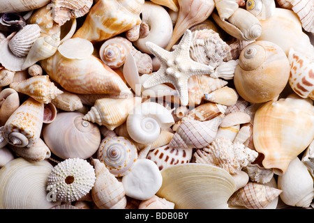 Muschel-Hintergrund mit verschiedenen Arten von Muscheln Stockfoto