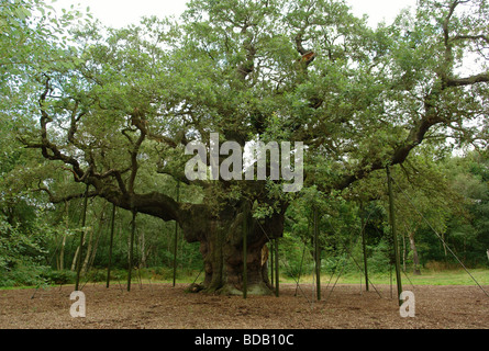 The Major Oak in Sherwood Forest in der Nähe des Dorfes Edwinstowe Nottingham England GB UK 2006 Stockfoto