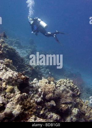 Indonesien Sulawesi Wakatobi Nationalpark Unterwasser Taucher schwimmen über dem Korallenriff Stockfoto