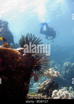 Indonesien Sulawesi Wakatobi Nationalpark Unterwasser Taucher schwimmen oben Feather Star auf tropischen Korallenriff Stockfoto