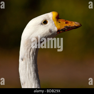 Weiße Gänse warten auf etwas zu essen, Stockfoto