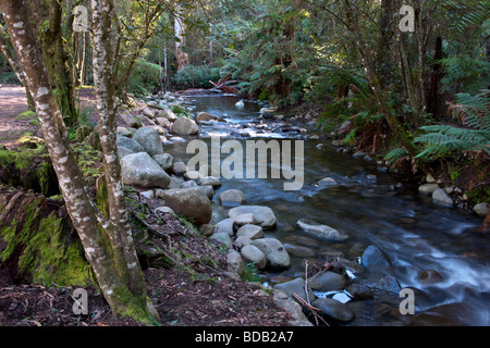 Badger Creek Victoria Australia ist ein unberührter Wald ist Teil des Melbourne Water Catchment Systems. Stockfoto