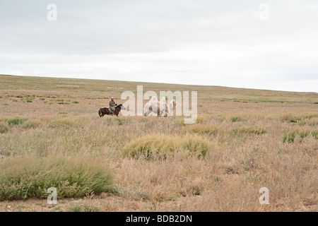 Mongolische Reiter Herden ein zwei buckelig Kamel, Norden Zentralmongolei Stockfoto