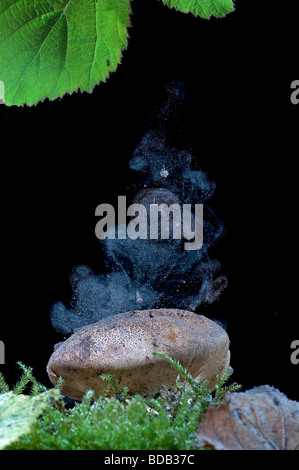 Gemeinsamen Puffball: Lycoperdon Perlatum.  Entladung von Sporen Stockfoto