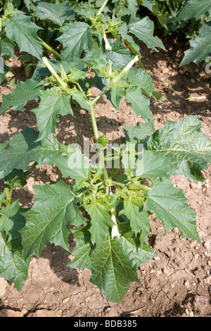 Thorn Apple Pflanze wächst auf einem Bauernhof In Rutland Stockfoto