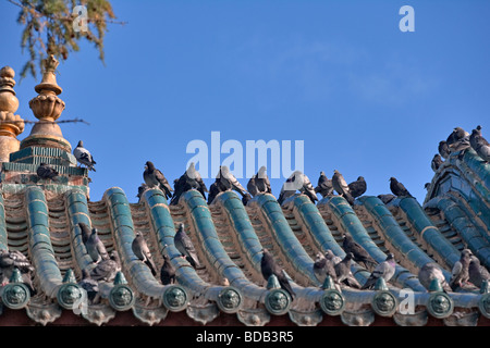 Vögel thront auf chinesische Art Dach Gandan Kloster, Ulaan Baatar, Mongolei Stockfoto