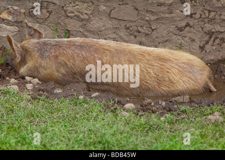 Tamworth seltene Rasse Sau Schwein im Schlamm suhlen Stockfoto