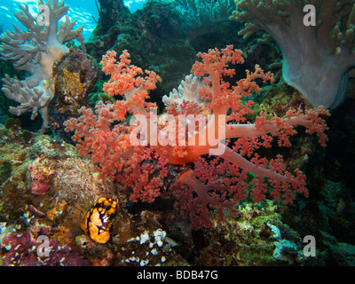 Indonesien Sulawesi Wakatobi Nationalpark Unterwasser bunten roten weichen Korallen Dendronephthya sp Stockfoto