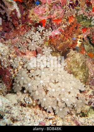 Indonesien Sulawesi Wakatobi Nationalpark Blume weichen Korallen Xenia sp auf bunten Riff Stockfoto