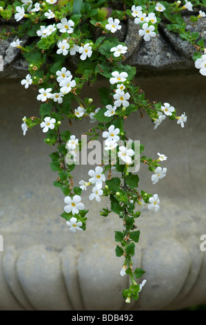 Die sutera cordata Schneeflocke". Bacopa Schneeflocke Blumen in einem Stein Garten urn Stockfoto