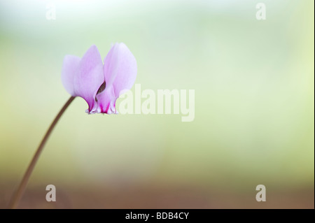 Cyclamen Hederifolium blüht im Herbst. Efeu-leaved Alpenveilchen Stockfoto