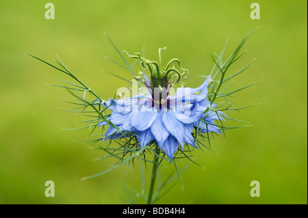 Nigella Damascena. Liebe in einem Nebel Blume Stockfoto