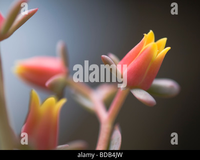 Blüten in einer Echeveria Kaktus. Stockfoto