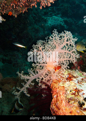 Indonesien Sulawesi Wakatobi Nationalpark Unterwasser rote Weichkorallen Stockfoto